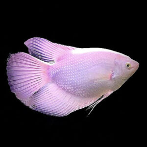 Albino Gaint Gourami