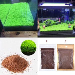 Petzlifeworld Fish Tank Decoration Landscape Ornament Aquatic Double Leaf Aquarium Plants Seeds Live Plant (Small)