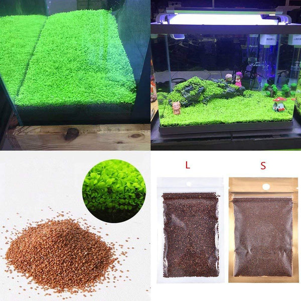 Petzlifeworld Fish Tank Decoration Landscape Ornament Aquatic Double Leaf Aquarium Plants Seeds Live Plant (Small)