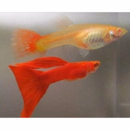 Albino Red Guppy Breeding pair