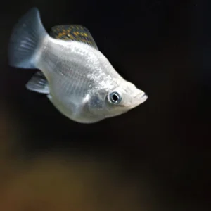 BALLON WHITE MOLLY FISH FOR SALE