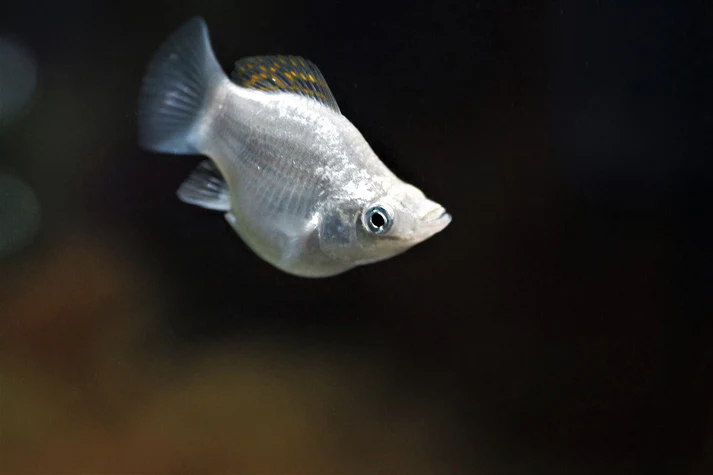 BALLON WHITE MOLLY FISH FOR SALE
