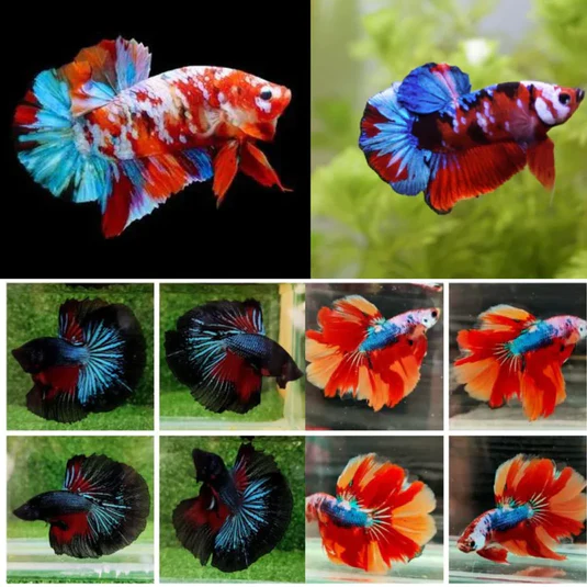 BETTA