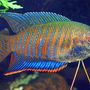 Colisa fasciata Striped Gourami 2.8 inches