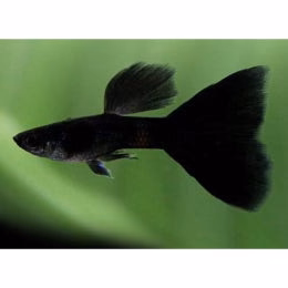 Buy Black Guppy Fish online