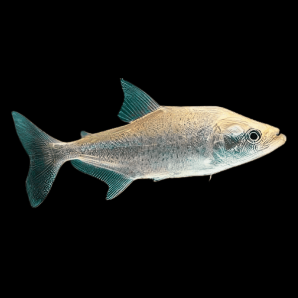 Black Mask Pike Piranha Serrasalmus Elongatus | 10cm