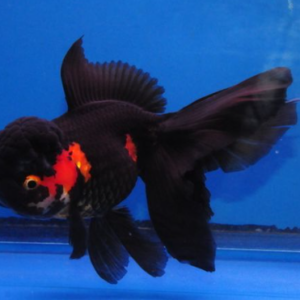 Black Oranda Butterfly tail