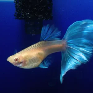Blue Topaz guppy Fish