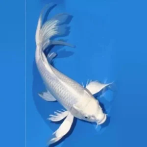 Butterfly Tail Milky White Koi Fish 2