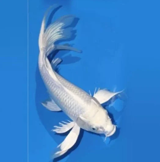 Butterfly Tail Milky White Koi Fish 2