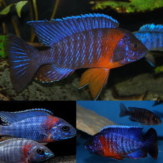 CICHLIDS OF AFRICA