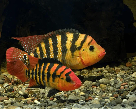 CICHLIDS OF AMERICA