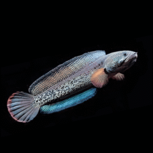 Peacock Snakehead Channa Barca