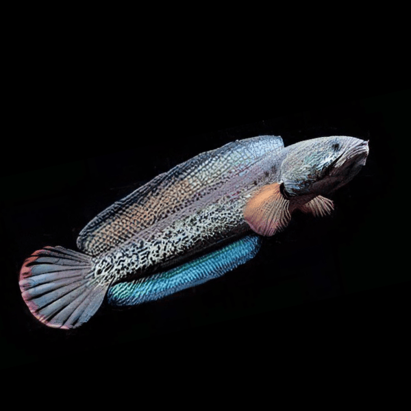 Peacock Snakehead Channa Barca