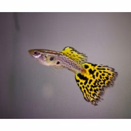 Cobra Guppy fish for sale