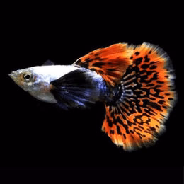 Dumbo Ear Guppy/Big Ear Guppy