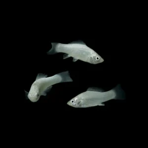 FEEDING MOLLY FISH FOR SALE