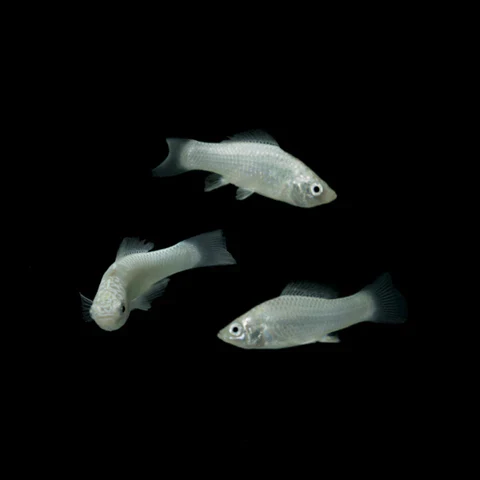 FEEDING MOLLY FISH FOR SALE