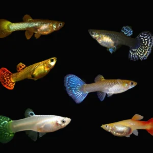 Female Guppies (Single Female) for sale