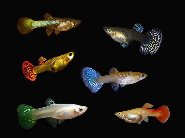 Female Guppies (Single Female) for sale
