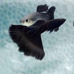 Full Black Guppy fish Breeding pair