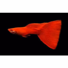 buy Full RED Albino Guppy fish (Male) online