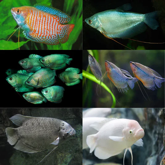 GOURAMI FISH