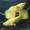 Gold Guppy Fish