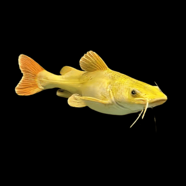 Golden Red Tail Catfish Phractocephalus Hemioliopterus | 20cm