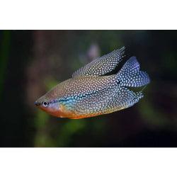 Pearl Gourami fish