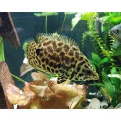 Leaf Gourami fish