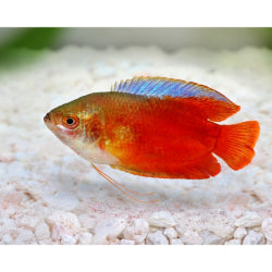 Flame Gourami fish