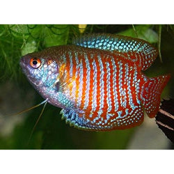 Drawf Gourami fish