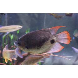 Red Tail Giant Gourami fish