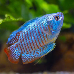 Blue Cobalt Gourami fish