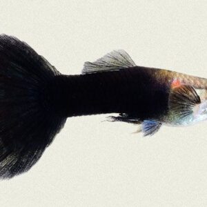Half Black Guppy fish (Male)