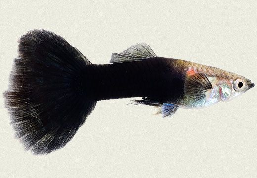 Half Black Guppy fish (Male)