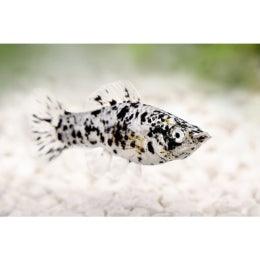 Harlequin Spotted Molly FISH FOR SALE