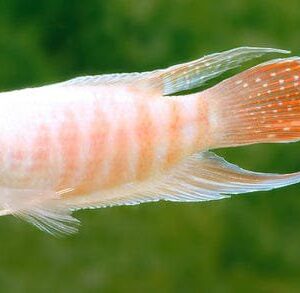 Albino Paradise Gourami