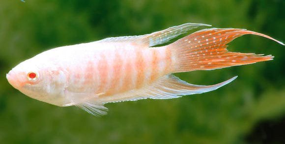 Albino Paradise Gourami