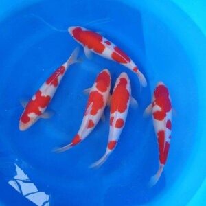 Japanese KOI CARP FISH