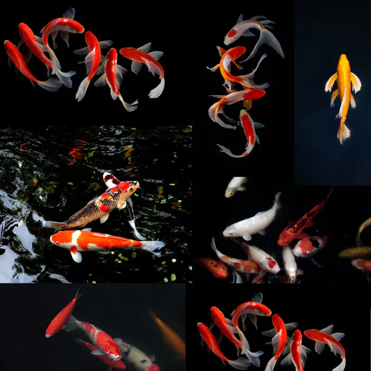 KOI FISHES