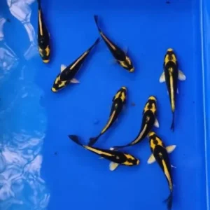 KAbutO KOI FISH