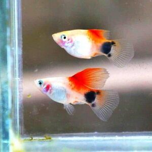 MICKY MOUSE PLATY FISH