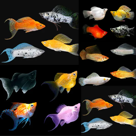 MOLLY FISHES