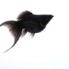 Imported Black Molly Fish