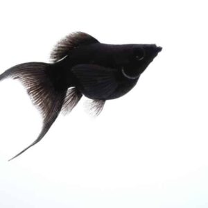 Imported Black Molly fish for sale