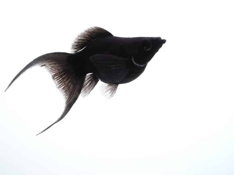 Imported Black Molly fish for sale
