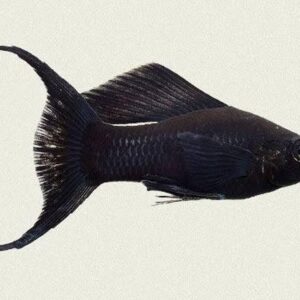 Moon tail molly fish for sale