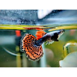 BUY Mosiac Guppy fish online